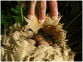 sago palm seeds germination