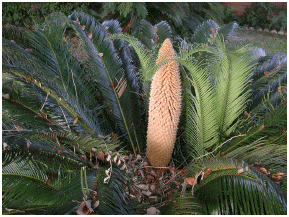 sago palm seeds germination