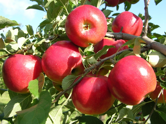 winesap apple