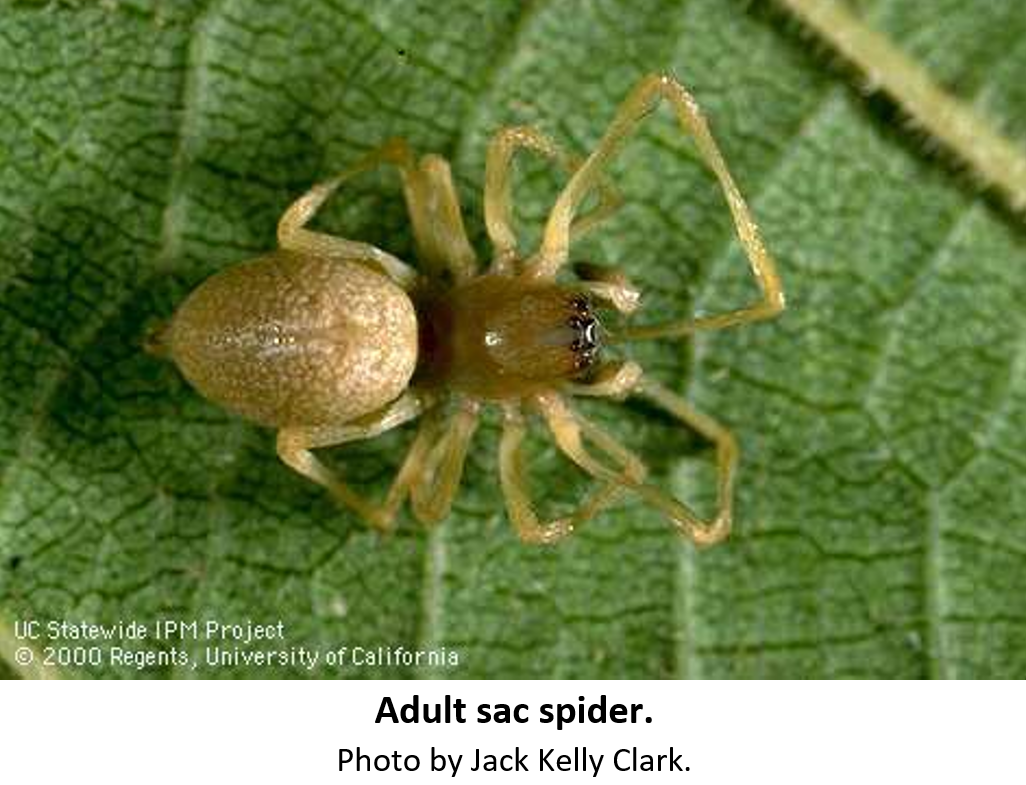 What You Need To Know About Yellow Sac Spiders
