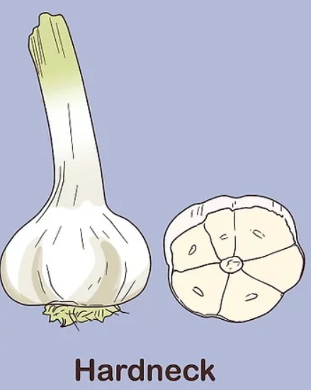 hardneck garlic