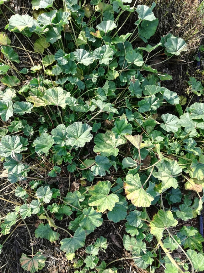 mallow weed