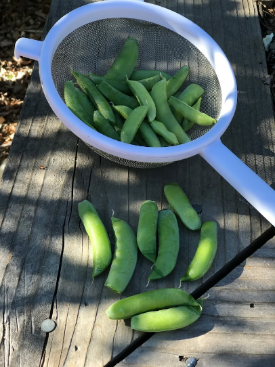 Snap Peas "snapping"? - HOrT COCO-UC Master Gardener Program Of Contra ...