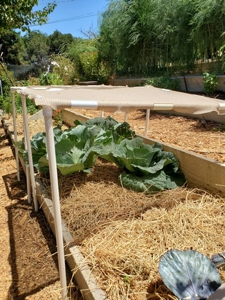 Homemade PVC structure to shade cabbage growing late into the summer season by Sara Hoyer