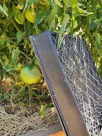 Temporary shade for tomatoes using a plastic plant flat by Sara Hoyer