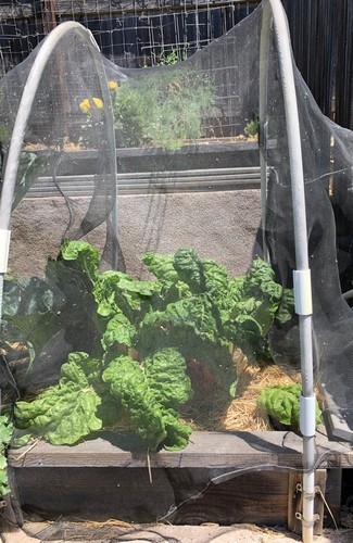 Photo of shade cloth over chard by Terry Lippert