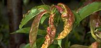 Peach leaf curl symptoms for HOrT COCO-UC Master Gardener Program of Contra Costa Blog