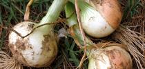 Tips for growing onion bulbs for HOrT COCO-UC Master Gardener Program of Contra Costa Blog