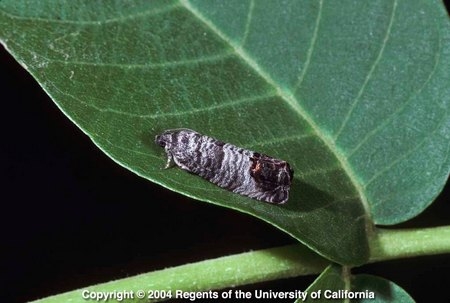 Adult male codling moth