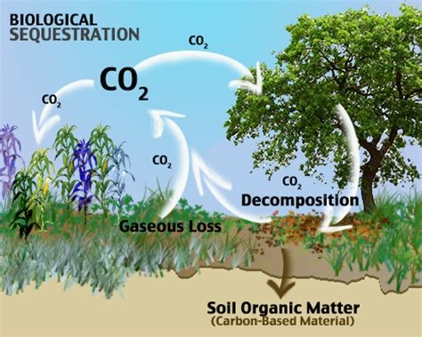 Biological sequestration depicting net removal of CO2 from the atmosphere by plants and micro-organisms. Image: arb.ca.gov