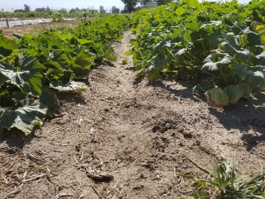 Zucchinis enjoy a weed-free bed