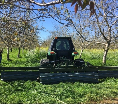 Roller crimper, that Daniel designed, used in his walnut orchard to terminate the cover crops