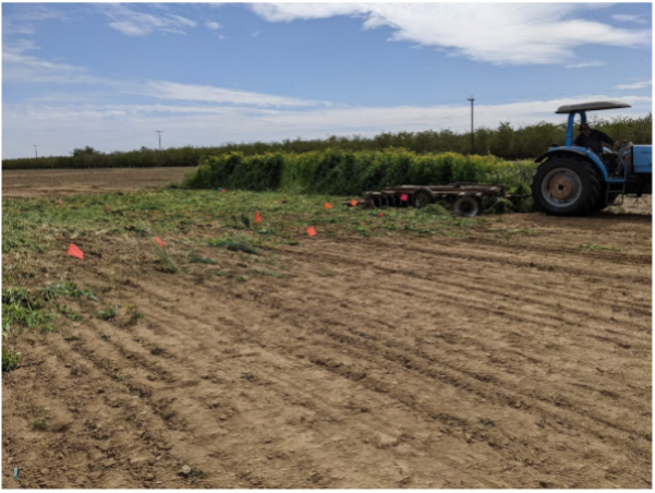 5 different cover crop mixes were terminated in Shafter on March 18, 2021 using a disc harrow.