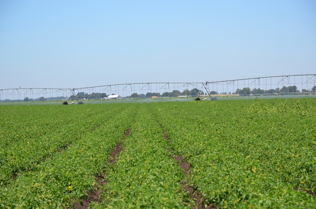 Pivot irrigation in a tomato field near Walnut Grove