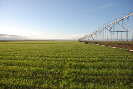 Overhead irrigation can be used in conjunction with conservation tillage.