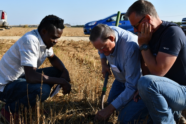 Francis Akolbila, Michael and Adam Crowell (left to right) inspecting no-till soil at Bar Vee Dairy in Turlock, CA