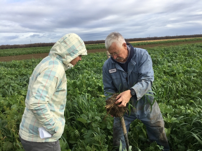 CASI’s Jeff Mitchell (right) showing ARS soil microbiologist, Lauren Hale, evidence of enhanced soil biology in diverse multi-species cover crop that is part of the no-till cover crop system in the NRI Project in Five Points, CA