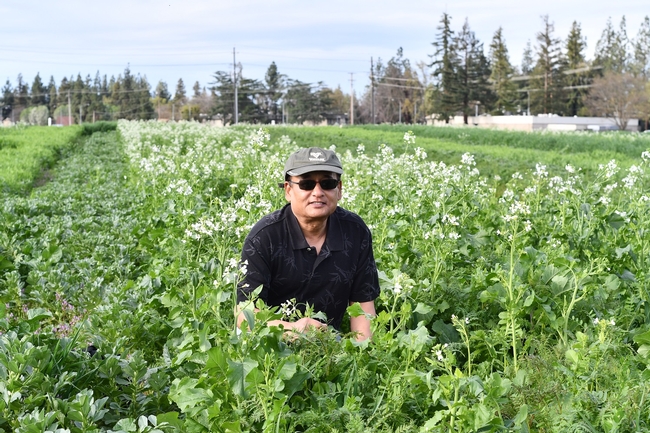 Fresno State Professor and Department Chair, Anil Shrestha, out in his cover crop field on the University’s campus farm