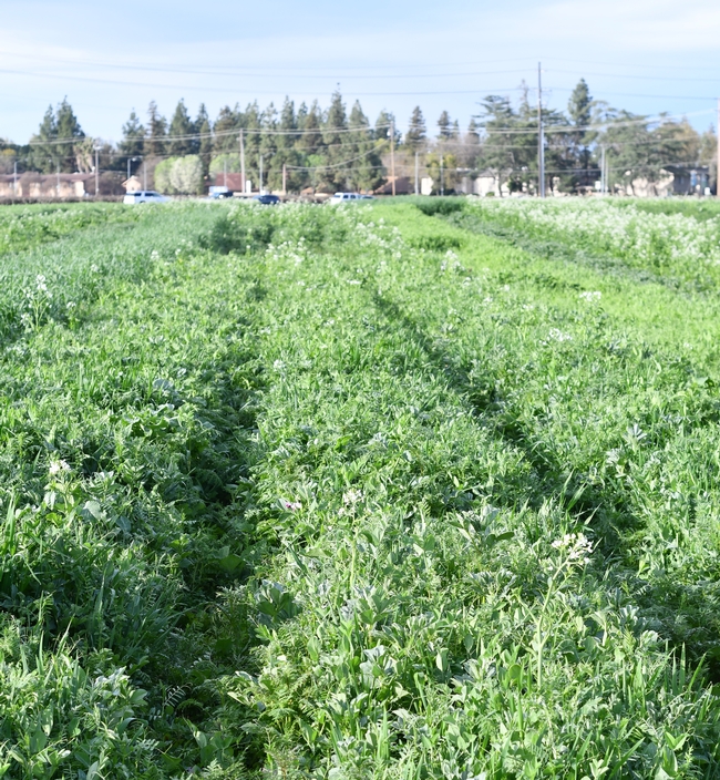 Some of the diverse cover crop mixes in Anil Shrestha’s roller/crimper study at Fresno State as part of the CIG organic reduced disturbance project
