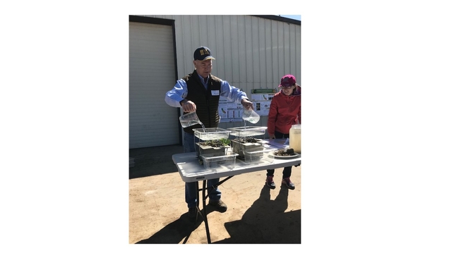 CASI member, Dan Munk, demonstrating water infiltration into long-term cover cropped and reduced disturbance soil compared to no cover crop, routinely disturbed soil at Merced, CA almond orchard public field day, March 21, 2019