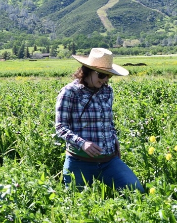 Dr. Sarah Light sampling cover crop biomass in one of the CIG reduced disturbance cover crop fields in Guinda, CA