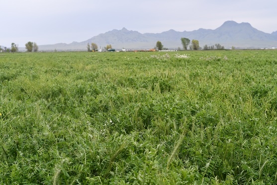 Vetch cover crop growing at Meridian, CA farm of Vincent Andreotti, April 2019
