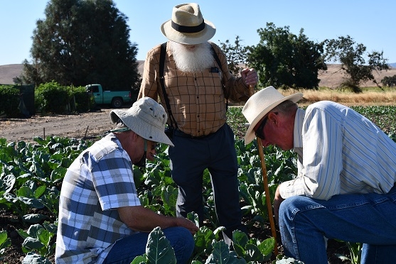 Rick Reed (left), Tom Willey (center) and Phil Foster (right) examining soil and residue in reduced disturbance cauliflower field at Pinnacle Farms in Hollister, CA