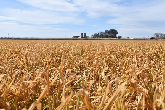 Wheat cover crop burned down at Mendota, CA farm of Gary and Mari Martin, March 4, 2019