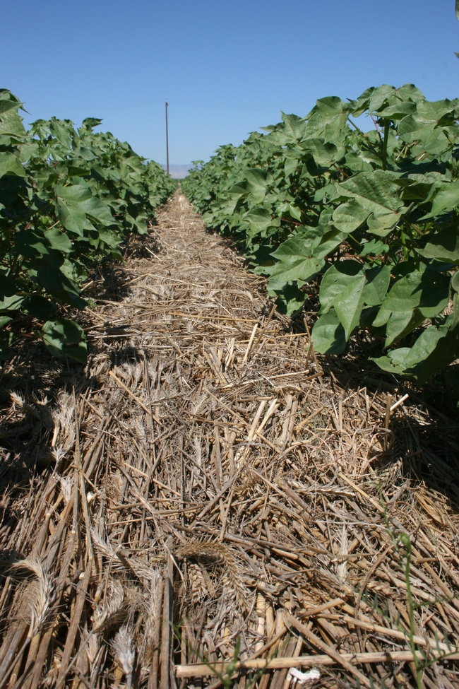 No-till cotton planted into cover crop surface mulch, Five Points, CA, April 2014