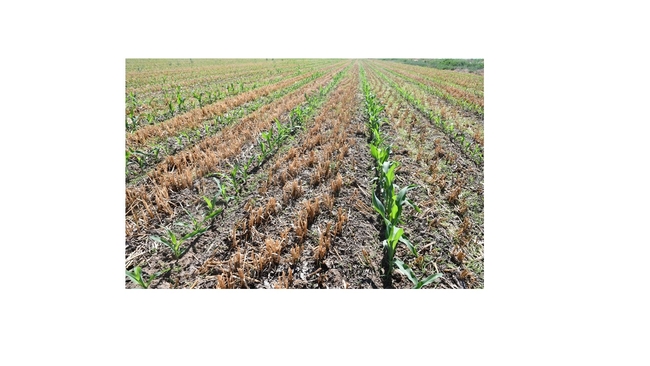 Picture 4. Strip-till planted silage corn using soil health principles of reduced disturbance, residue preservation, and diversity at Rollin Valley Farms, June 20, 2020