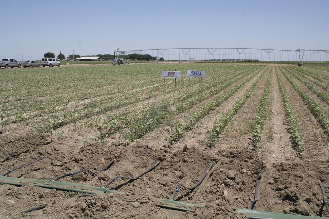 Drip-irrigated conservation tillage plots will be managed side-by-side with overhead-irrigated plots.