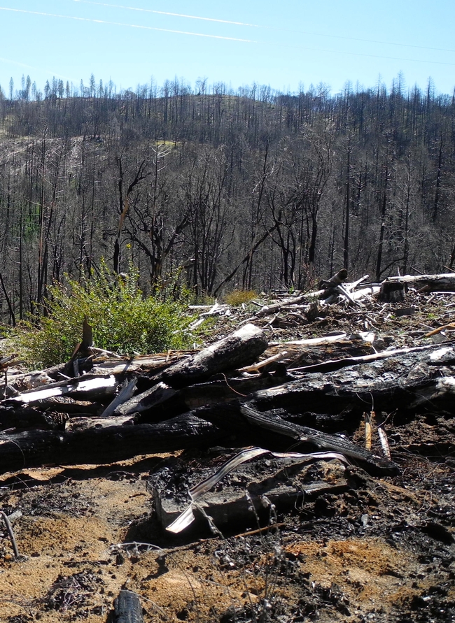 Eighteen months after the Ponderosa Fire, some shrubs and grasses have re-grown, but it will take many years to regrow the forest.
