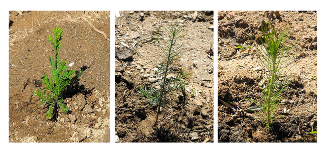 Incense cedar, Douglas fir, and Ponderosa pine seedlings donated by Sierra Pacific Industries.