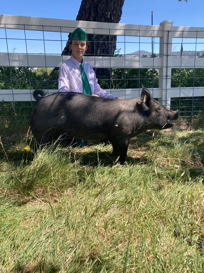 Cooper of Echo 4-H with Hampshire pig-Hammy (1st)