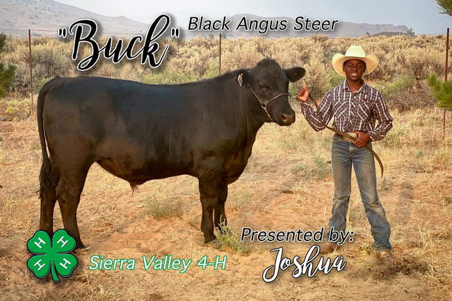 Joshua of Sierra Valley 4-H with Black Angus steer Buck (1st year).
