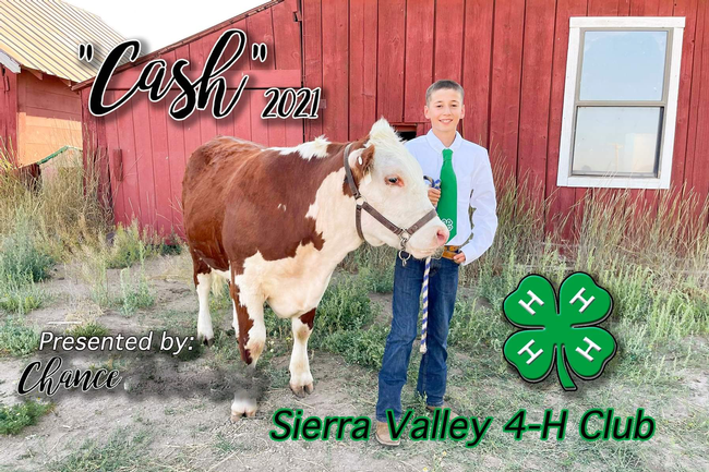 Chance of Sierra Valley 4-H with Hereford steer Cash (1st year)