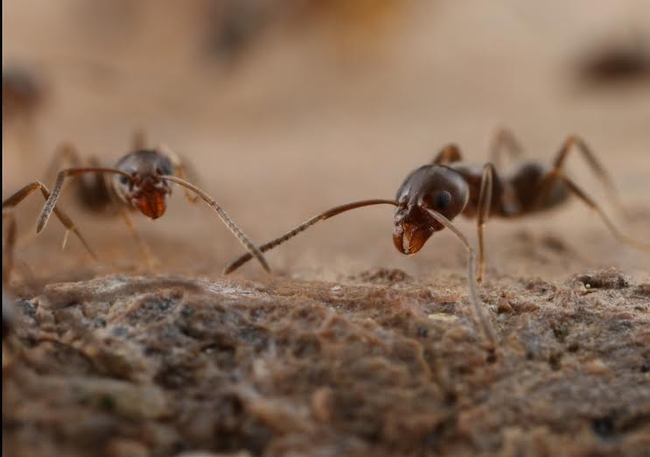 Argentine ant photo