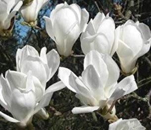 White flowering Magnolia