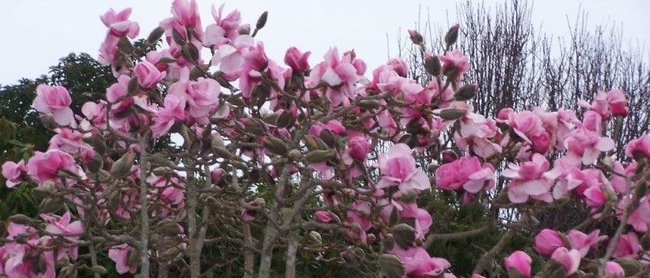 Pink Flowering Magnolia
