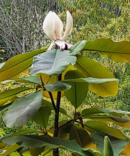 One Magnolia Bloom