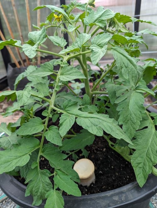 Tomato plant with olla in place