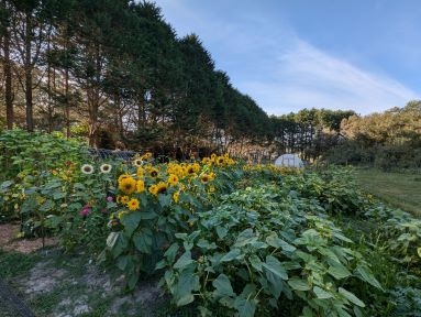 Flowers growing in rows in front of a stand of trees.