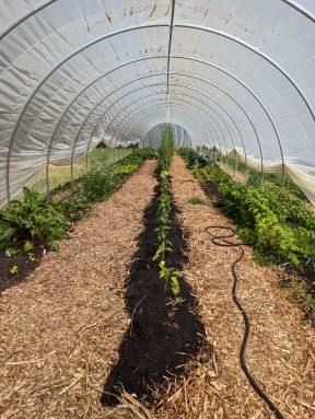 Hoop house with plants growing inside.