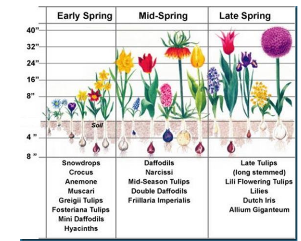 Diagram of bloom time, plant height, and depth to plant bulbs.