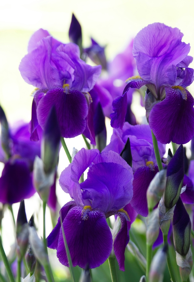 Purple Iris