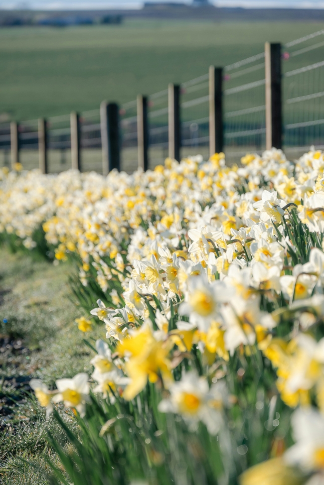 daffodils