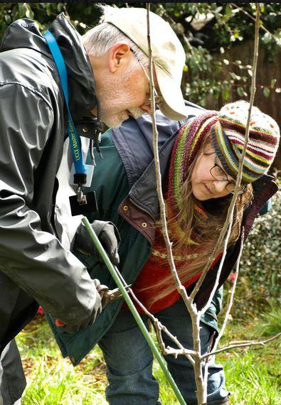 A man and a woman pruning a young apple tree.