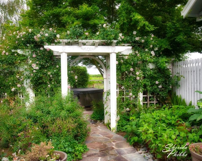 Rose Arbor