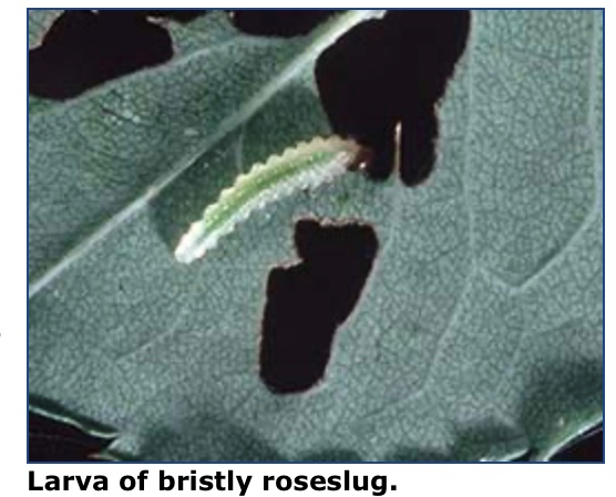 bristly roseslug larva