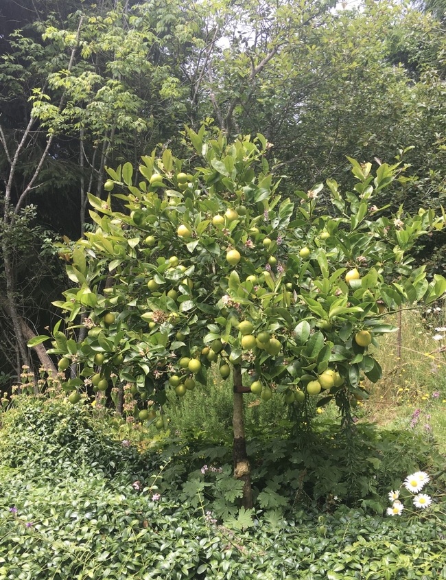 Meyer Lemon Tree - Courtesy of Jennifer Bell